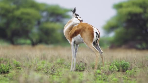 Springbok Antelope Grooming Itself Central Kalahari Game Reserve Botswana Wide — Stock Video