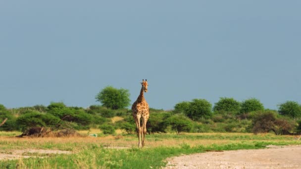 Giraffe Walking Game Reserve Botswana Wide Shot — Stockvideo