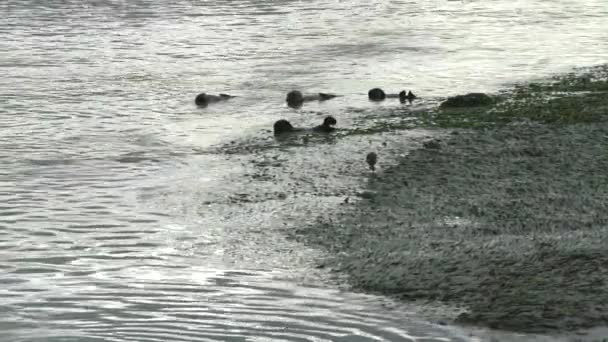 Bir Grup Güneyli Samuru Elkhorn Slough Moss Landing Sakin Sığ — Stok video