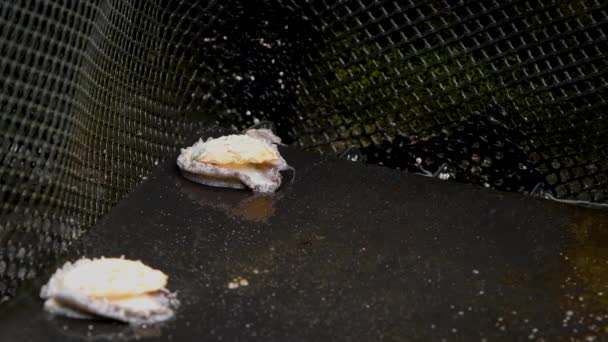 Farmed Abalone Black Film Basket Crawling Marine Gastropod — kuvapankkivideo