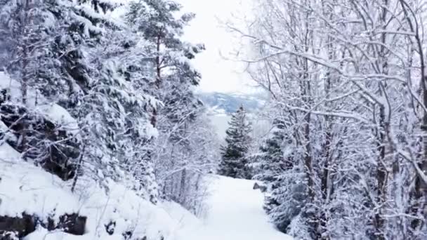 Flytta Genom Snötäckt Skog Med Berg Den Avlägsna Bakgrunden Indre — Stockvideo