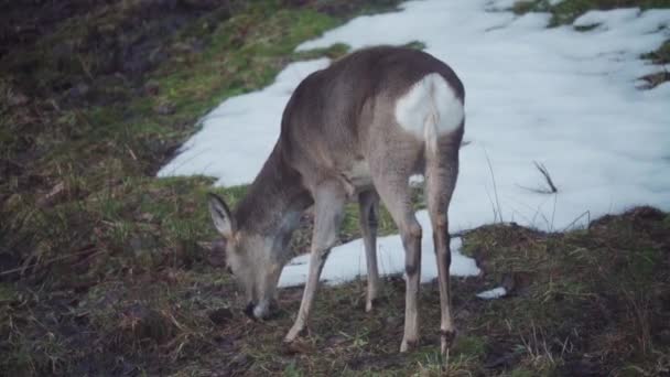 Lone Roe Deer Grazen Een Gedeeltelijk Besneeuwde Grasheuvel Indre Fosen — Stockvideo
