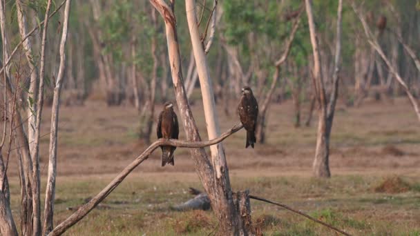 Two Individuals Branch Extending Out Ground Summer Morning Black Eared — Stock Video