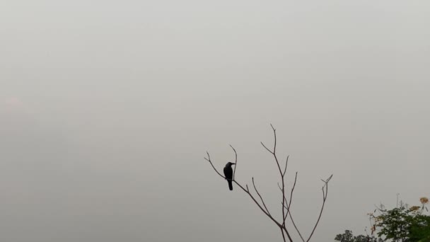 Bare Boomtoptakken Met Vogels Die Tegen Een Heldere Blauwe Lucht — Stockvideo