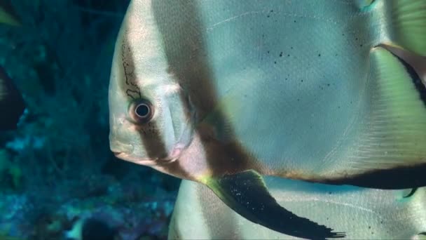 Πρόσωπο Πλατάξ Batfish Σούπερ Κοντά Μπροστά Από Την Κάμερα — Αρχείο Βίντεο