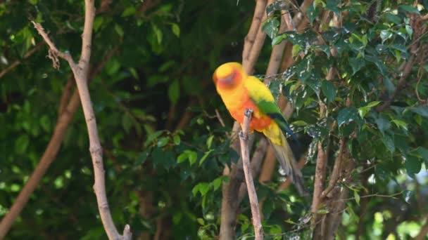 Top Twig Looking Curiously Lovely Day Sun Conure Sun Parakeet — Stockvideo