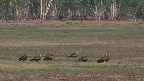 Flock Grass Drying Wings Morning Sun Black Eared Kite Milvus — Vídeo de Stock