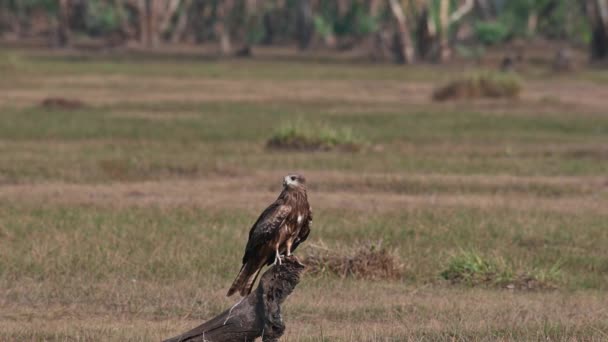 Individu Sur Racine Arbre Milieu Prairie Regardant Autour Comme Autres — Video