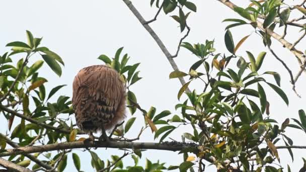 頭を動かす木の上の枝の上に一人で生えていたのが タイのカオ ヤイ国立公園で始まったバフィー フィッシュ フクロウ ケツパ ケツプです — ストック動画