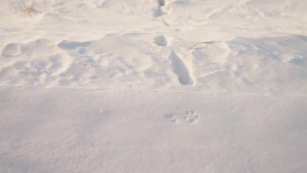 Person Tracking Foot Prints Snow Covered Ground Paw Prints Already — Stockvideo