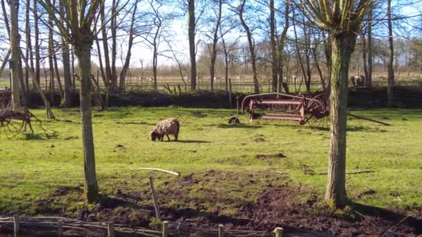 Lone Sheep Grazing Grass Surrounded Old Rusty Farmland Equipment Pan — Stockvideo