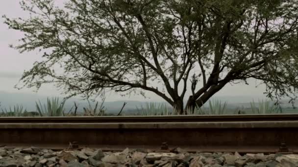 Ferrocarriles Centro Los Valles Agave Tequila Jalisco México — Vídeo de stock