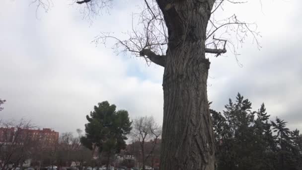 多云的日子里 一棵枝干稀疏的树 — 图库视频影像