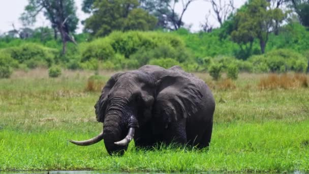 Elefanten Livsmiljön Moremi Botswana Bred Bild — Stockvideo