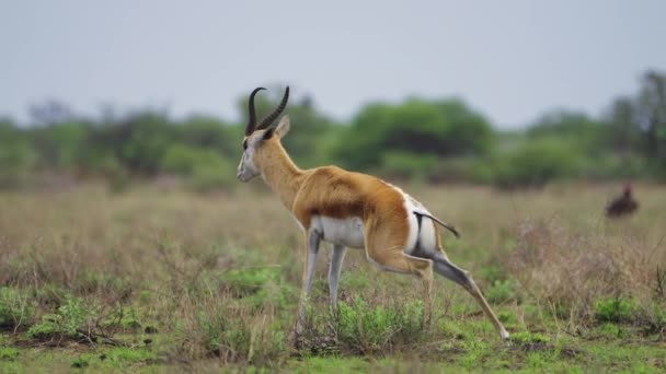 Springbok Antilobu Botswana Merkez Kalahari Oyun Rezervinde Geniş Açı — Stok video