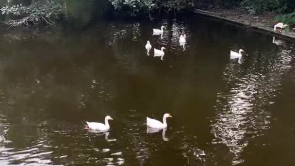 Beautiful White Black Indian Ducks Resting Moving Lake People Reflection — Vídeo de Stock