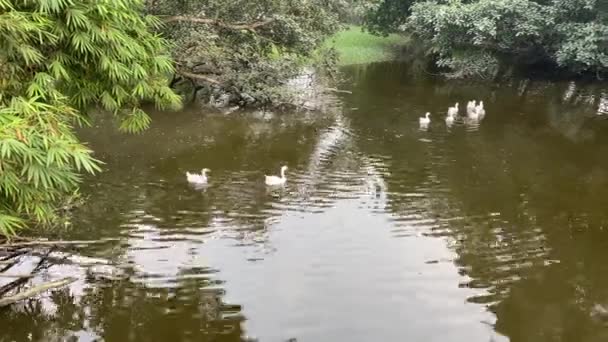 Закачайте Озерній Воді Шукайте Їжу Дивні Білі Качки Плавають Чистенькому — стокове відео