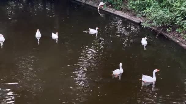 在西孟加拉邦加尔各答 美丽的白色和黑色印度鸭正在湖中休息和活动 人们在水里沉思 鸭子在公园池塘里 — 图库视频影像