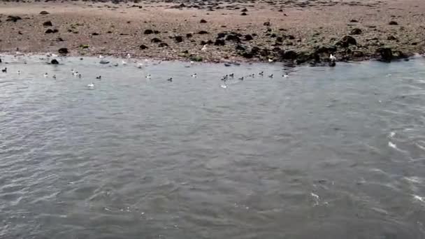 川の河口と波のヤードの距離で食べ物のための川の岸の狩猟の近くのアヒルやグール — ストック動画
