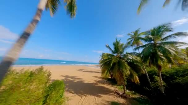Fpv Panoramica Volo Sparato Attraverso Palme Cocco Sulla Spiaggia Tropicale — Video Stock