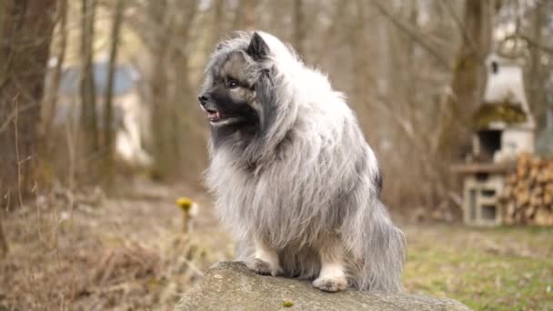 Majestic Fluffy Keeshond Dog Sitting Rock Wind Blows His Fur — Vídeos de Stock