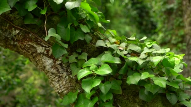 绿莲挂在树上慢速移动的平底锅上离开了大自然的丛林 — 图库视频影像