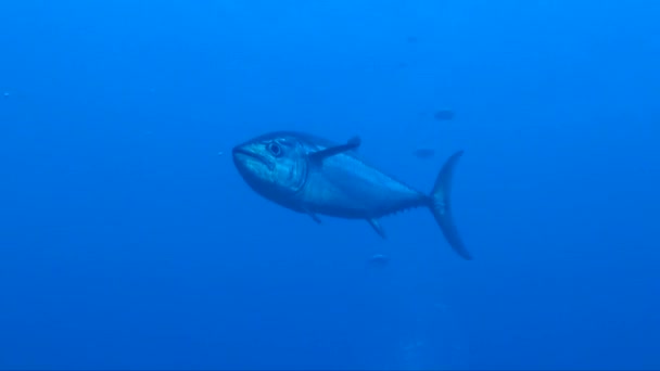 Dogtooth Tuna Coming Blue Ocean Passing Front Camera — Stockvideo