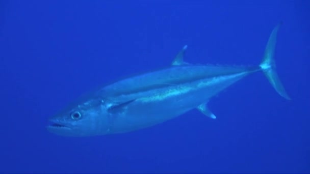 Dogtooth Tuna Opening Mouth While Swimming Blue Ocean — Stock videók