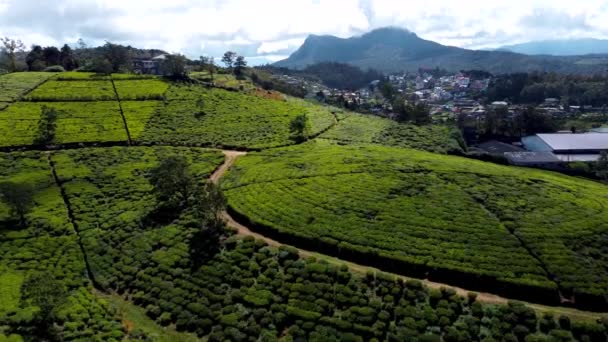Overlooking View Green Fields Organic Tea Growing Large Area Rural — Stockvideo
