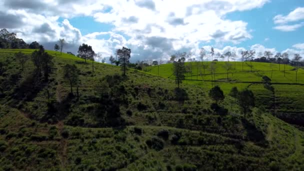 Vista Aérea Sobrevoando Plantação Chá Nuwara Eliya Sri Lanka — Vídeo de Stock