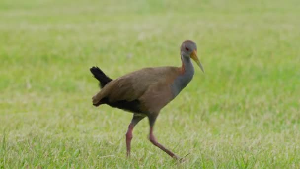 Sneaky Giant Wood Rail Aramides Ypecaha Walking Slowly Grass Field — стоковое видео