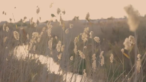 Escena Rural Con Cañas Balanceándose Viento Amplia — Vídeos de Stock