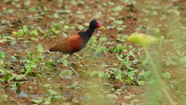 Wattled Jacana Більш Широкий Птах Стоїть Посеред Болота Очищає Оперення — стокове відео