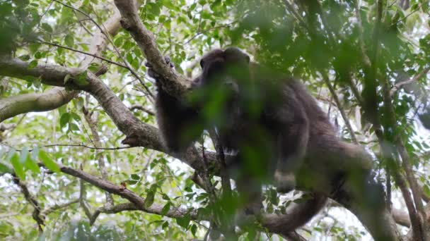 絶滅の危機に瀕した種の近くでは オスの黒い遠吠え パンタナール保護区の美しい緑の葉に囲まれたジャングルの木の枝にあるAlouatta Caraya — ストック動画