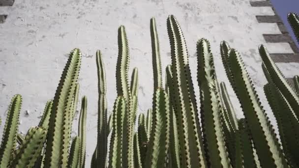 Kaktus Cactacea Grønne Afrikanske Planter Med Pigge Fuerteventura Kanariefugl – Stock-video