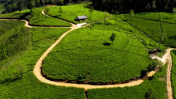 Volando Sobre Verdes Colinas Plantadas Con Orgánico Nuwara Elya High — Vídeos de Stock