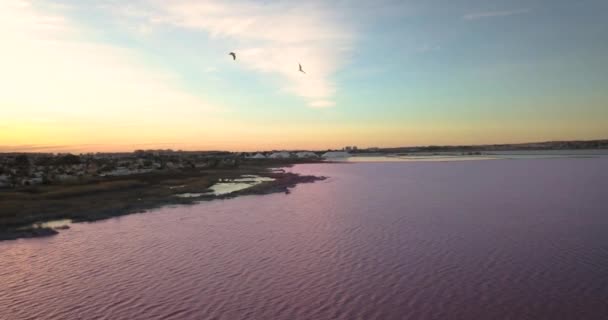 Flygande Fåglar Över Rosa Sjön Vid Solnedgången Torrevieja Provinsen Alicante — Stockvideo