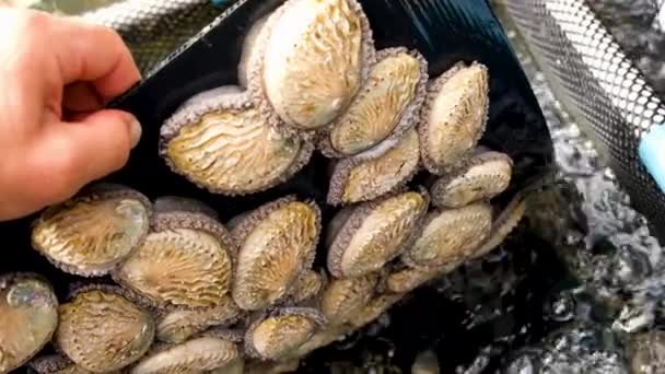 Abalon Berukuran Baik Melekat Pada Lembaran Plastik Dalam Tangki Akuakultur — Stok Video