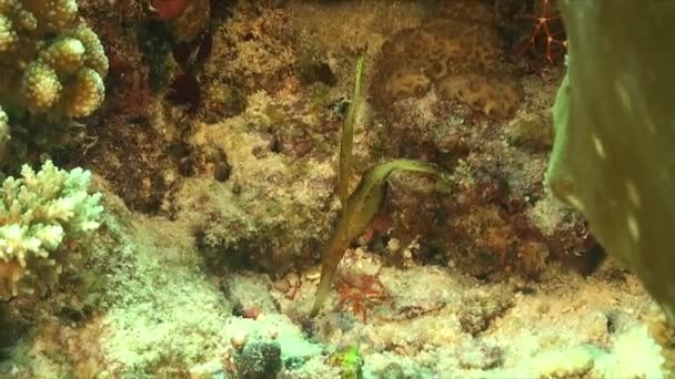 Green Sea Grass Ghostpipefish Swimming Upside Coral Reef — Stock Video