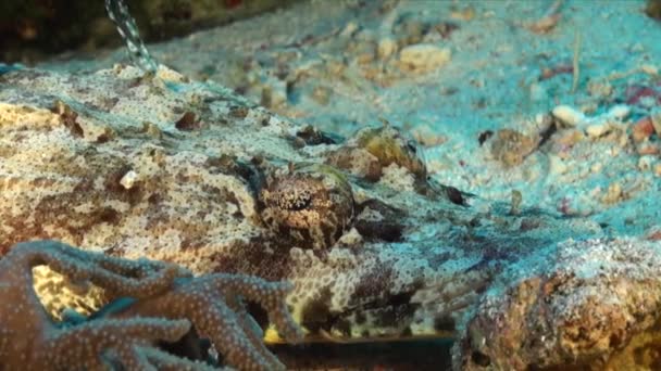 Mar Rosso Flathead Vicino Sdraiato Sulla Barriera Corallina — Video Stock