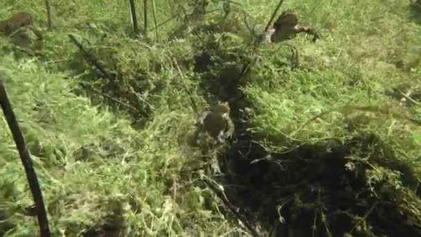 Okresie Rozrodczym Samce Ropuch Zwyczajnych Bufo Bufo Pływają Czystym Jeziorze — Wideo stockowe