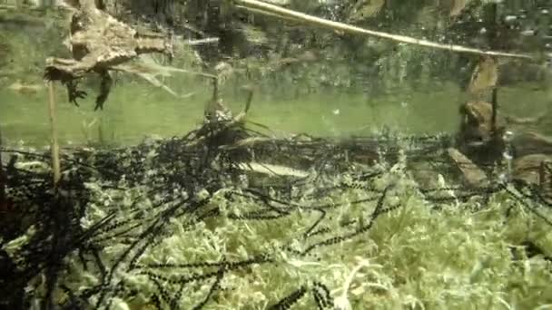 Krötenlaichschnüre Unter Wasser Pflanzen Uferwasser Befestigt — Stockvideo
