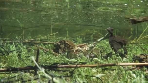 Male Common Toad Bufo Bufo Clear Watered Lake Looking Opportunity — Vídeo de Stock