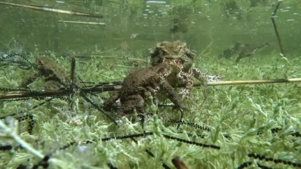 Male Common Toad Bufo Bufo Clear Watered Lake Looking Opportunity — Video