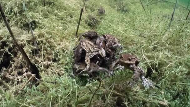 Häckningstiden Har Hanpaddor Bufo Bufo Bildat Parningsboll Runt Honan Botten — Stockvideo