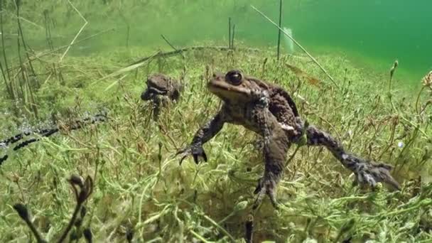 Underwater Footage Common Toad Bufo Bufo Breeding Time — Vídeo de stock