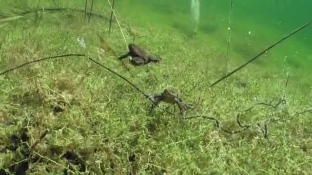 Imágenes Submarinas Del Sapo Común Bufo Bufo Durante Tiempo Reproducción — Vídeos de Stock