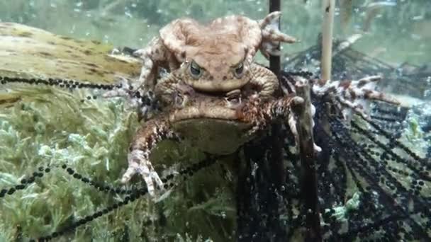 Successful Common Toad Bufo Bufo Stays Amplexus Several Days Female — Video Stock