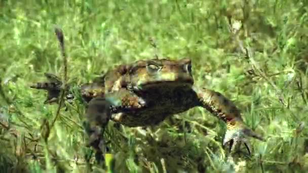 Common Toad Bufo Bufo Lying Bottom Clear Watered Lake Close — Stock video