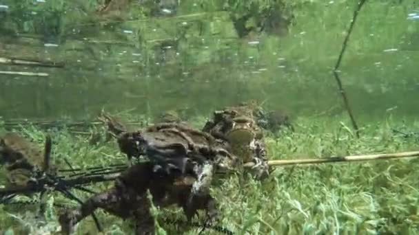 Mies Yhteinen Rupikonna Bufo Bufo Kirkkaassa Järvessä Etsivät Mahdollisuutta Paritella — kuvapankkivideo